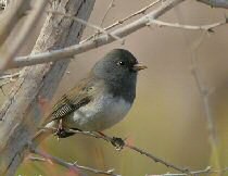 dark-eyed junco